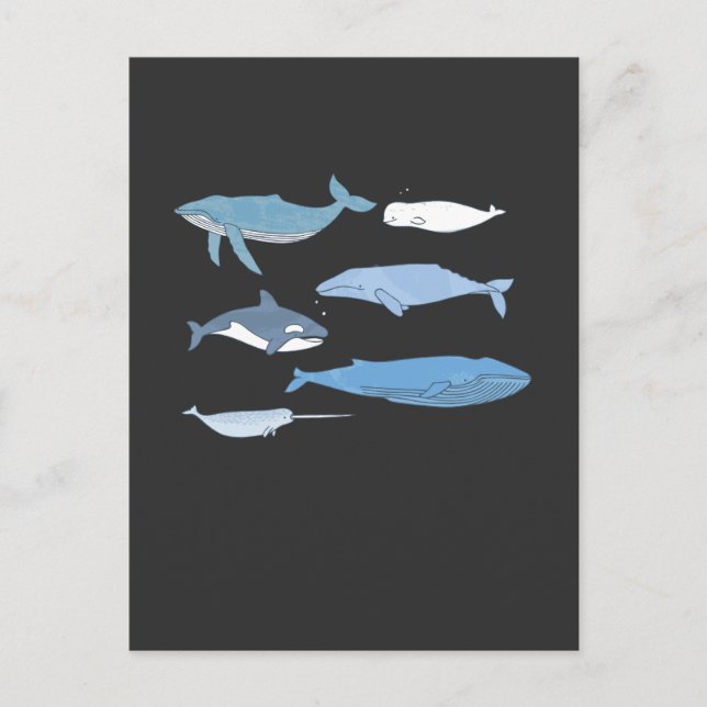 Cute Whale Drawing Sea Animal Education Postcard (Front)