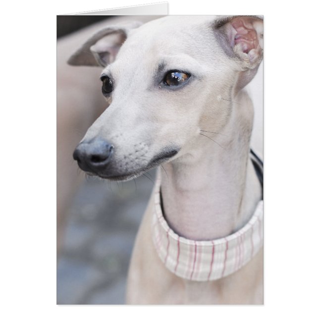 Cute Whippet (Front)