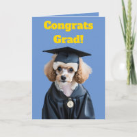 Cute White and Brown Poodle Graduation