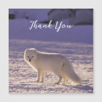 Cute White Arctic Fox Snow Winter Photography
