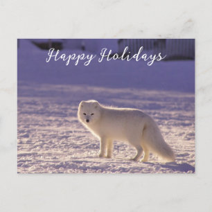 Cute White Arctic Fox Snow Winter Photography Holiday Postcard
