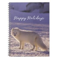 Cute White Arctic Fox Snow Winter Photography