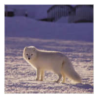 Cute White Arctic Fox Snow Winter Photography