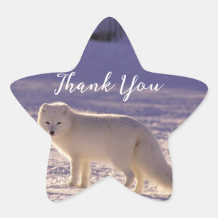 Cute White Arctic Fox Snow Winter Photography Star Sticker