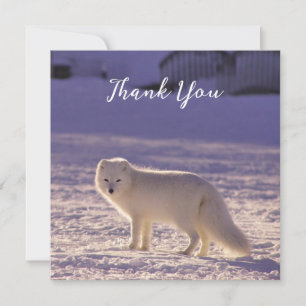 Cute White Arctic Fox Snow Winter Photography Thank You Card
