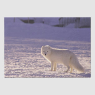 Cute White Arctic Fox Snow Winter Photography Tissue Paper