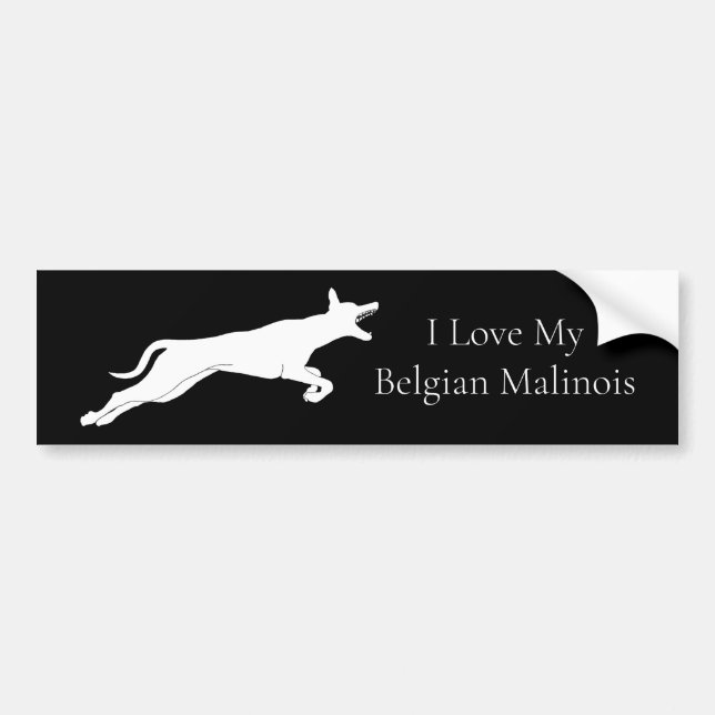 Cute White Belgian Malinois Bumper Sticker (Front)