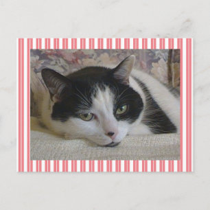 Cute White Black Cat Stripes Pink Postcard