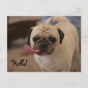 Cute White Bulldog Hello Postcard