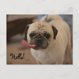 Cute White Bulldog Hello Postcard