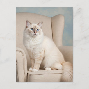 Cute White Cat Blue Eyes Postcard