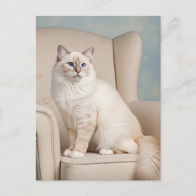 Cute White Cat  Blue Eyes Postcard (Front)