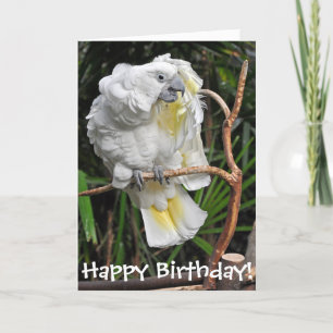Cute white cockatiel birthday card
