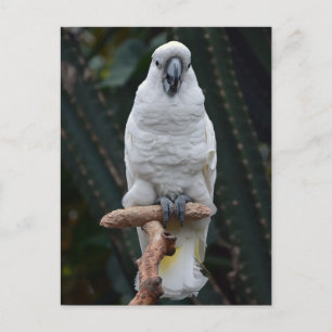 Cute white cockatoo         postcard