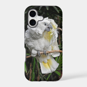 Cute white cocketiel