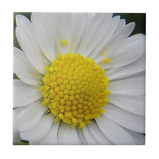 Cute, white daisy tile (Front)
