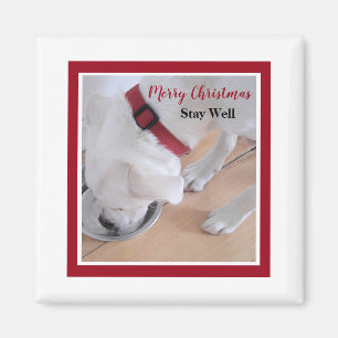 Cute White Dog Drinking Water Red Christmas Square Magnet