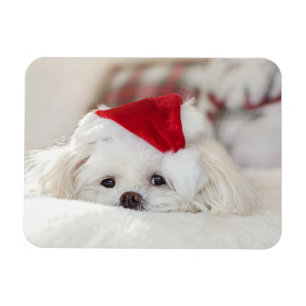 Cute White Dog in a Red Christmas Hat Magnet