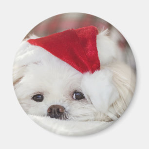 Cute White Dog in a Red Christmas Hat Magnet