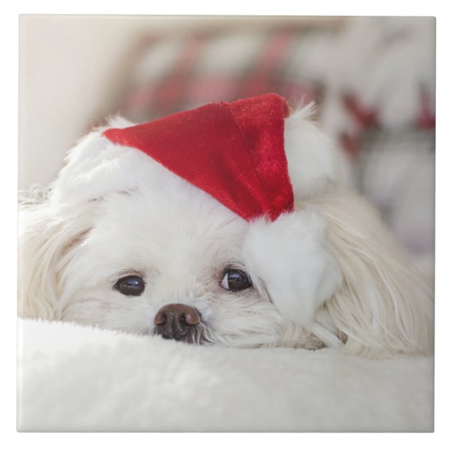 Cute White Dog in a Red Christmas Hat Tile (Front)