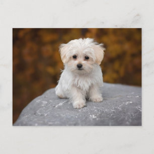Cute White Dog Postcard