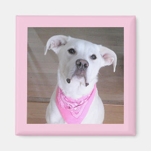 Cute White Dog Wearing Pink Scarf Magnet