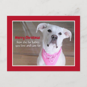 Cute White Dog Wearing Pink Scarf Red Christmas Holiday Postcard
