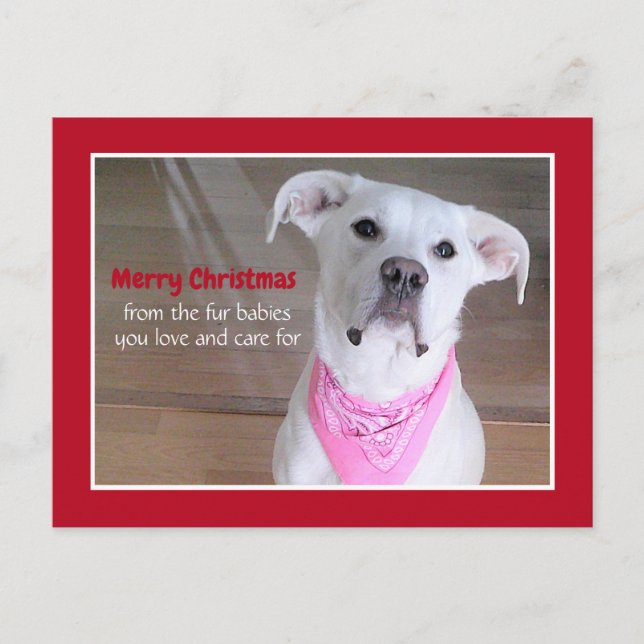 Cute White Dog Wearing Pink Scarf Red Christmas Holiday Postcard (Front)