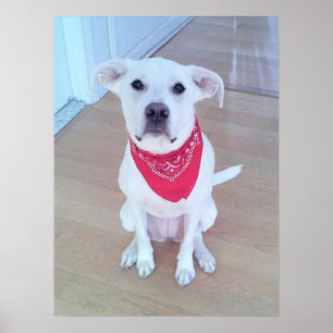 Cute White Dog Wearing Red Scarf With Funny Ears Poster