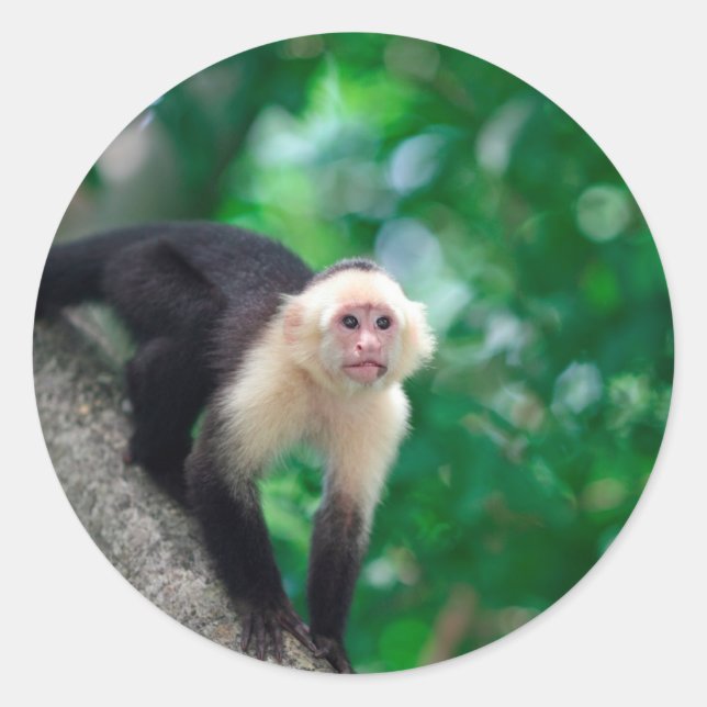 Cute white faced capuchin monkey Nicaragua Classic Round Sticker (Front)