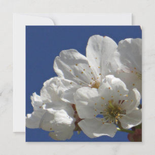 Cute White Flowers
