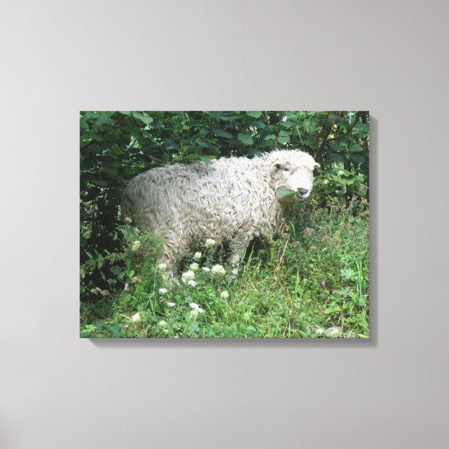 Cute White Fluffy Sheep Eating Canvas Print (Front)