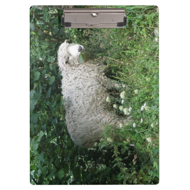 Cute White Fluffy Sheep Eating Clipboard (Front)