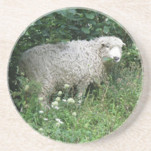 Cute White Fluffy Sheep Eating Coasters
