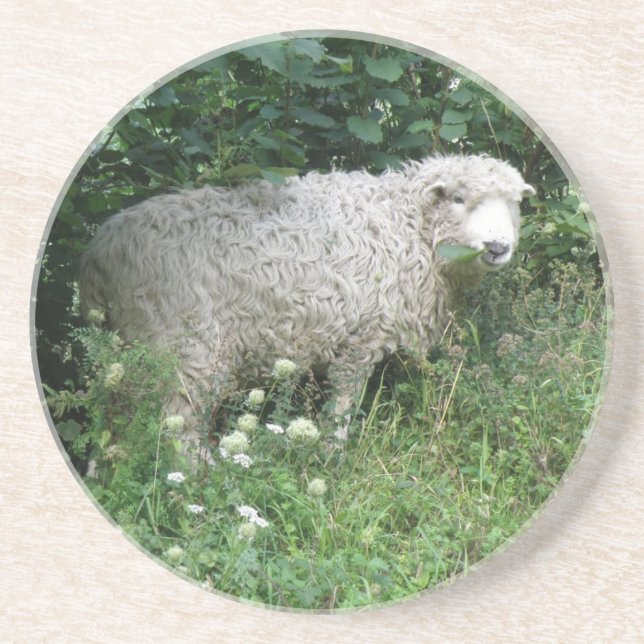 Cute White Fluffy Sheep Eating Coasters (Front)