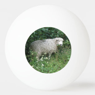 Cute White Fluffy Sheep Eating Ping Pong Ball