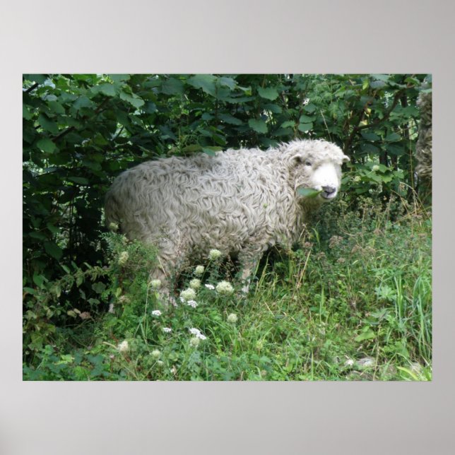Cute White Fluffy Sheep Eating Print (Front)