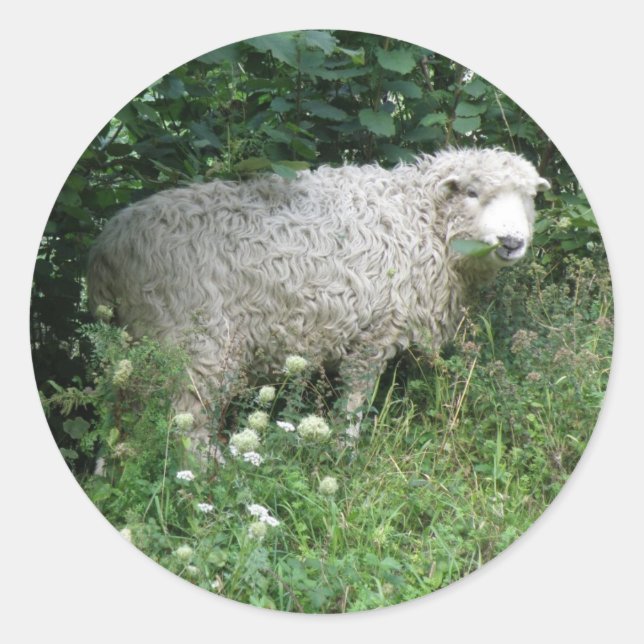 Cute White Fluffy Sheep Eating Sticker (Front)