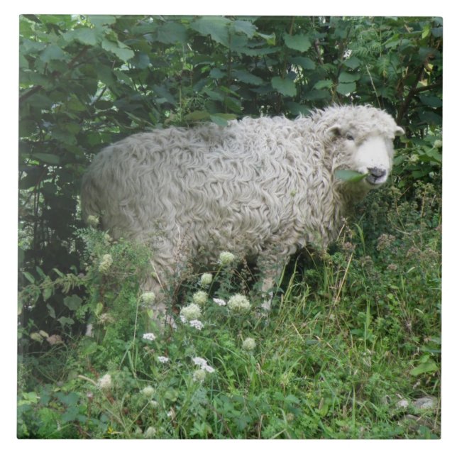 Cute White Fluffy Sheep Eating Tile (Front)