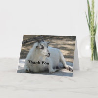 Cute White Goat Laying Photo