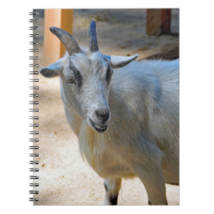 Cute White Goat Photo Spiral Notebook