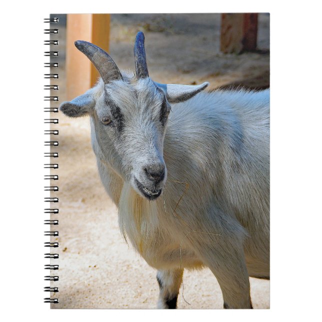 Cute White Goat Photo Spiral Notebook (Front)