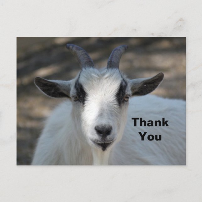 Cute White Goat Portrait Photo Thank You Postcard (Front)