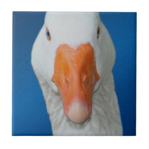 Cute White Goose Nature Tile
