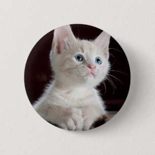Cute white kitten 6 cm round badge