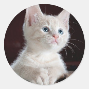 Cute white kitten classic round sticker
