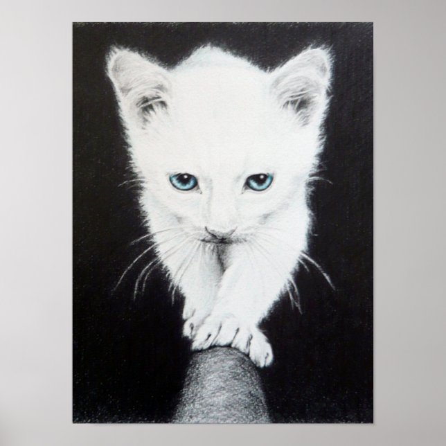 Cute white kitten pencil art Poster print (Front)