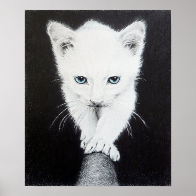 Cute white kitten pencil art Poster print (Front)