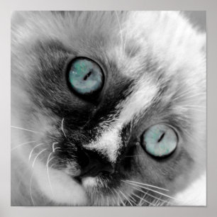 Cute White Kitten with Blue Eyes Poster