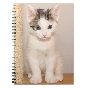 Cute White Kitten with Green Eyes Notebook